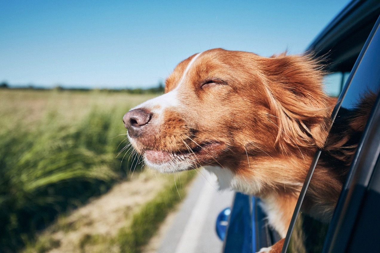Hund ved rælingen på en færge med udsigt til den islandske kyst